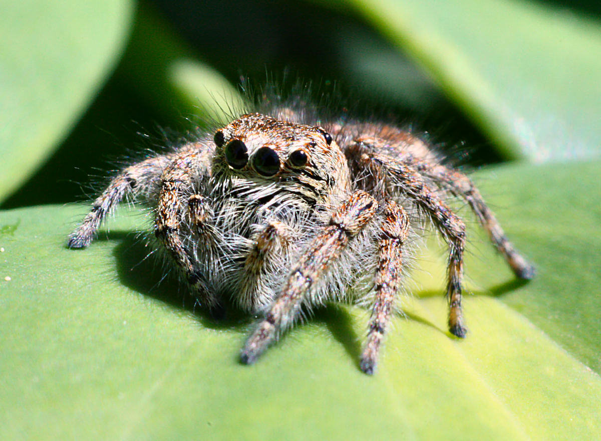 Philaeus chrysops - Lesmo (MB)
